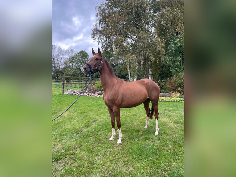 Oldenburg Mare 5 years 15,3 hh Chestnut-Red in Ihlow