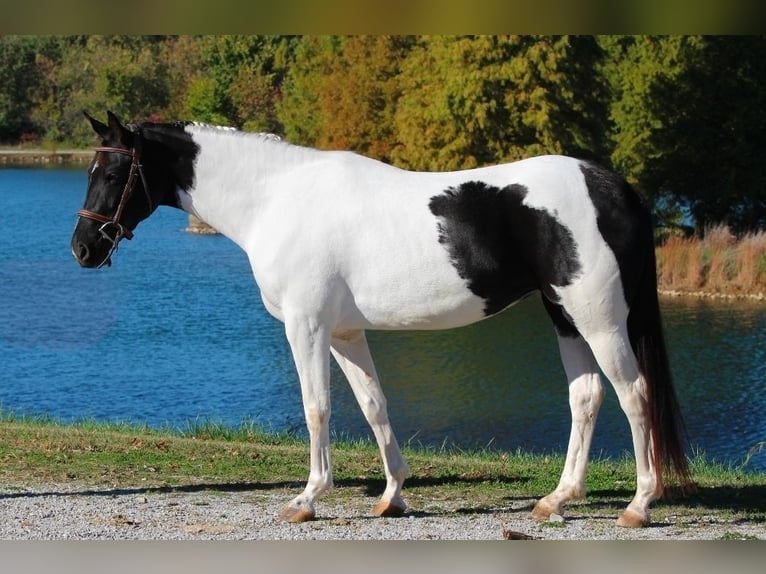Oldenburg Mare 5 years 15,2 hh Pinto in Robards