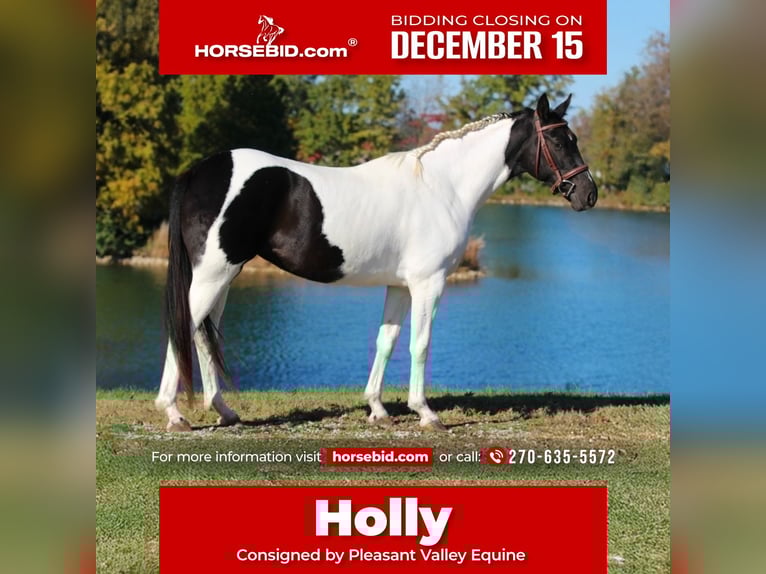 Oldenburg Mare 5 years 15,2 hh Pinto in Robards