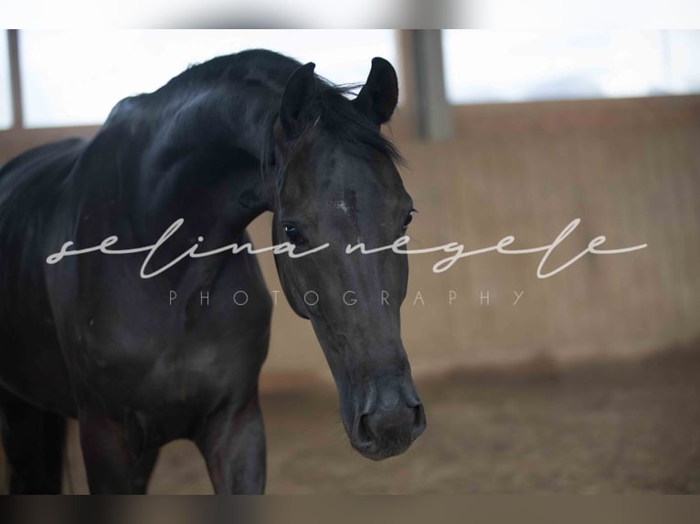 Oldenburg Mare 5 years 15,3 hh Black in Blaubeuren