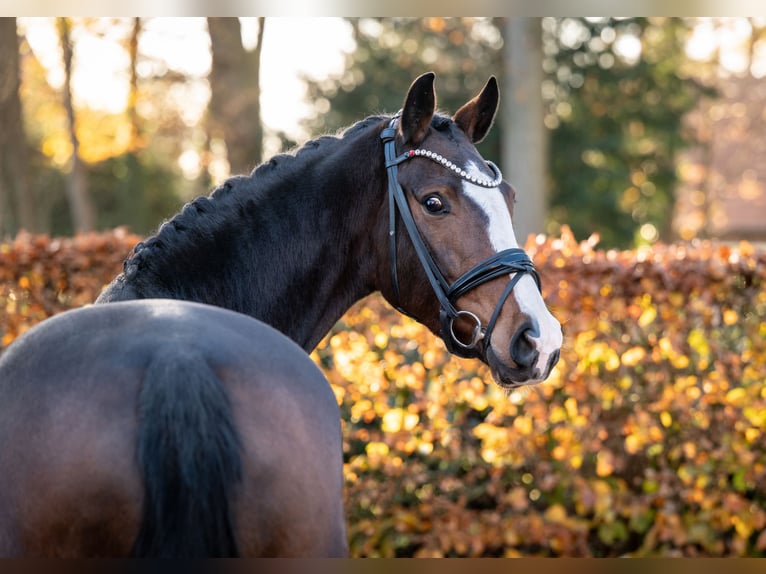 Oldenburg Mare 5 years 15,3 hh Brown in Essen (Oldenburg)