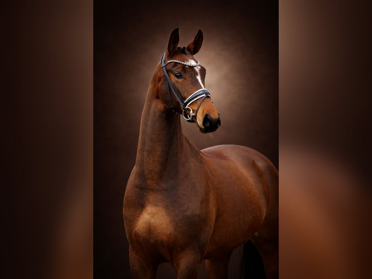 Oldenburg Mare 5 years 16.1 hh Bay-Dark in Vechta