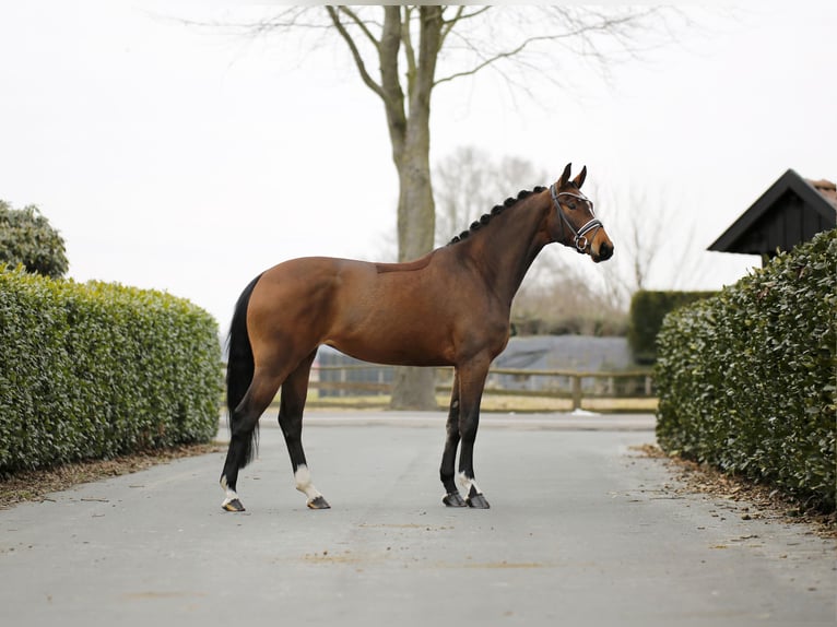Oldenburg Mare 5 years 16.1 hh Bay-Dark in Vechta