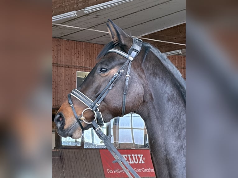 Oldenburg Mare 5 years 16.1 hh Bay-Dark in Holle