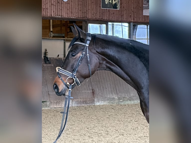 Oldenburg Mare 5 years 16.1 hh Bay-Dark in Holle