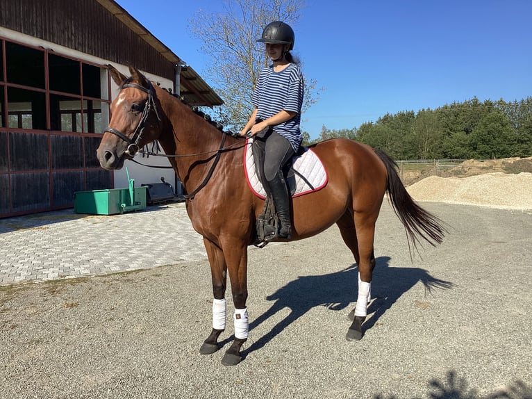 Oldenburg Mare 5 years 16,1 hh Bay-Dark in Chalvraines