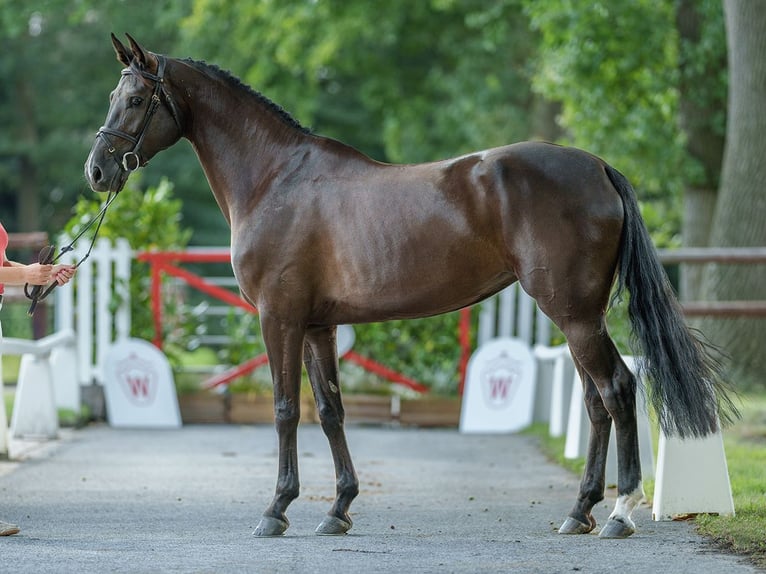 Oldenburg Mare 5 years 16,1 hh Bay-Dark in Münster