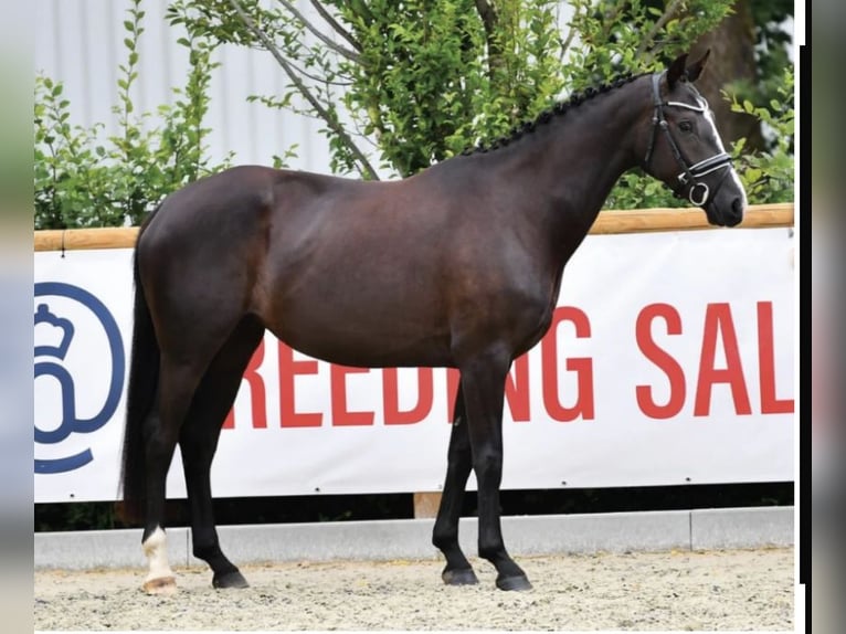 Oldenburg Mare 5 years 16,1 hh Black in Behlendorf