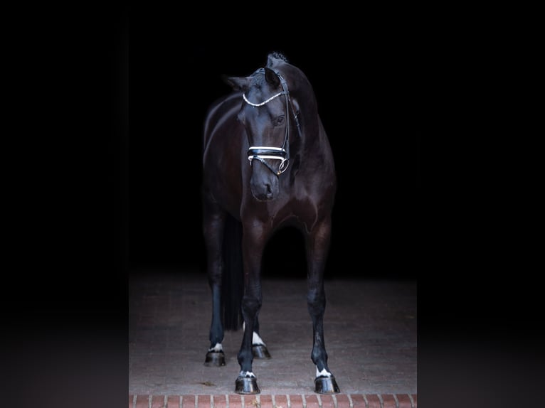 Oldenburg Mare 5 years 16,1 hh Black in Bramsche