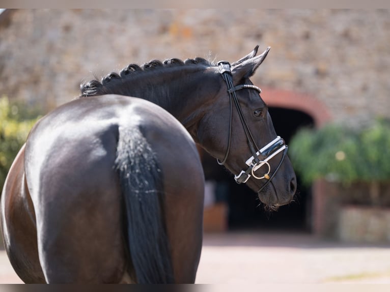 Oldenburg Mare 5 years 16,1 hh Black in Bramsche