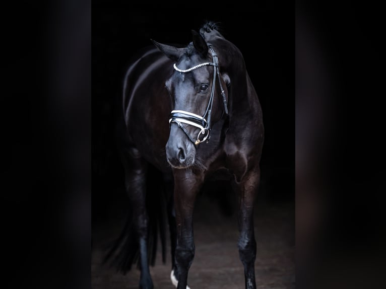 Oldenburg Mare 5 years 16,1 hh Black in Bramsche