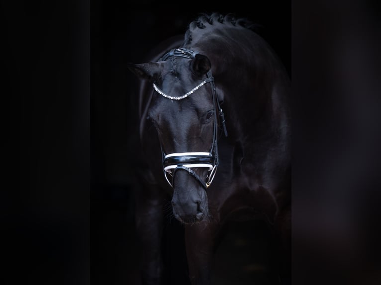 Oldenburg Mare 5 years 16,1 hh Black in Bramsche