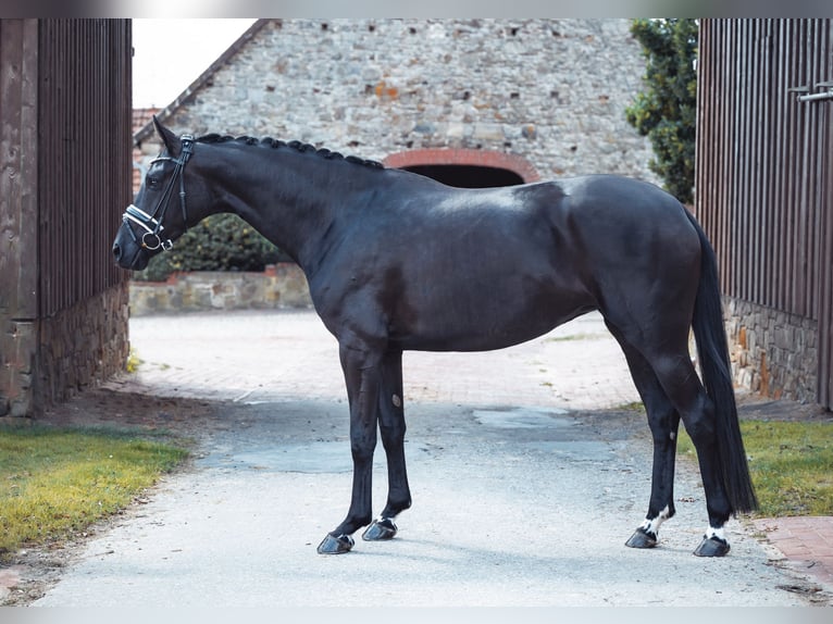 Oldenburg Mare 5 years 16,1 hh Black in Bramsche
