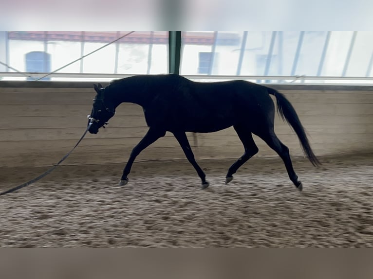 Oldenburg Mare 5 years 16.1 hh Black in Himberg