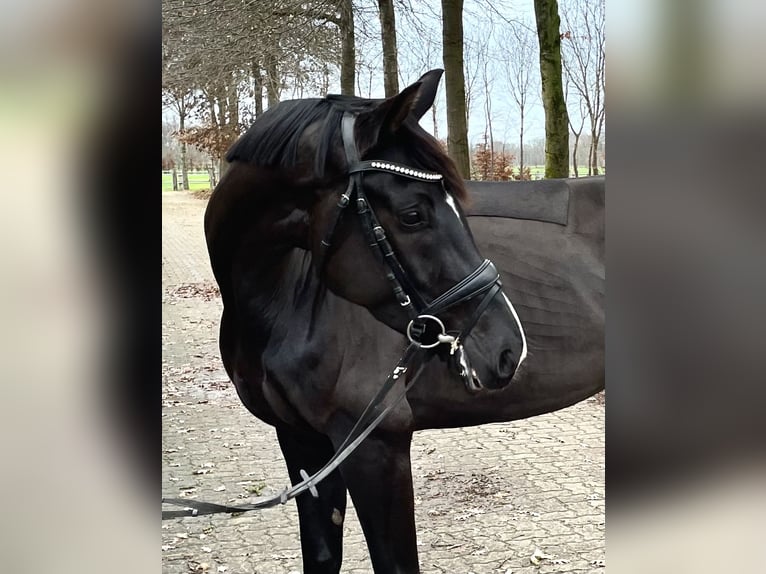 Oldenburg Mare 5 years 16,1 hh Black in Mulsum