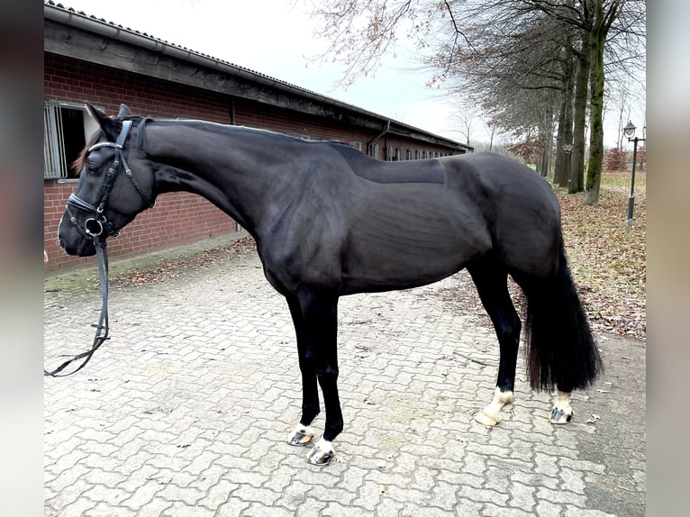 Oldenburg Mare 5 years 16,1 hh Black in Mulsum