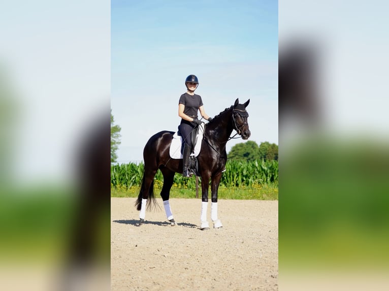 Oldenburg Mare 5 years 16,1 hh Black in Löningen