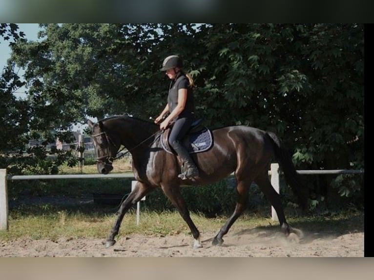 Oldenburg Mare 5 years 16.1 hh Black in Westoverledingen