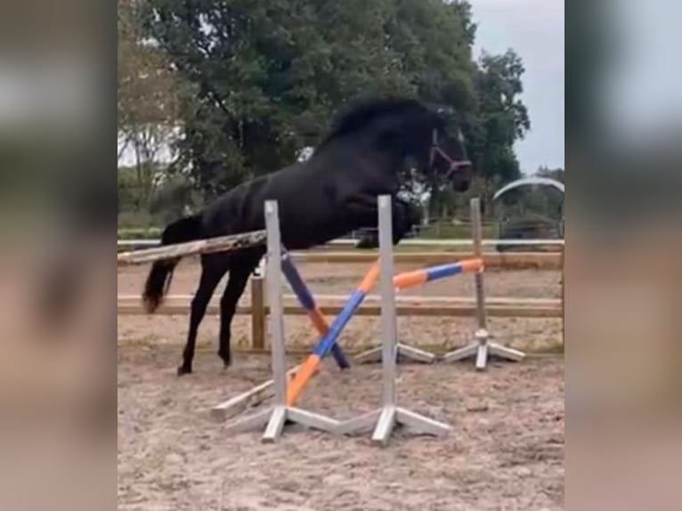 Oldenburg Mare 5 years 16.1 hh Black in Westoverledingen