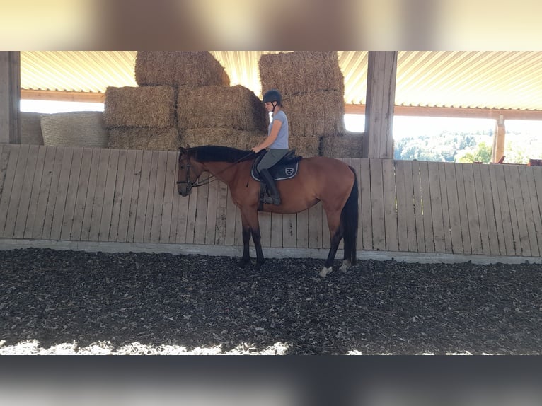Oldenburg Mare 5 years 16.1 hh Brown in Stödtlen