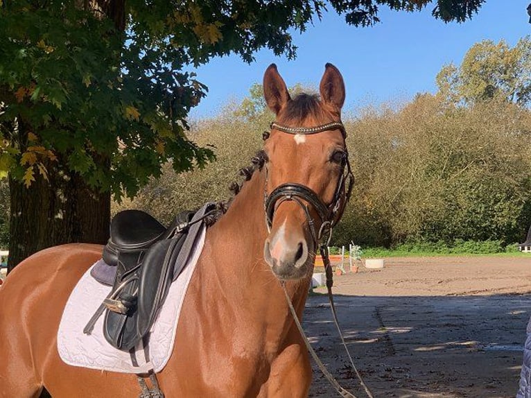 Oldenburg Mare 5 years 16,1 hh Brown in Verden (Aller)