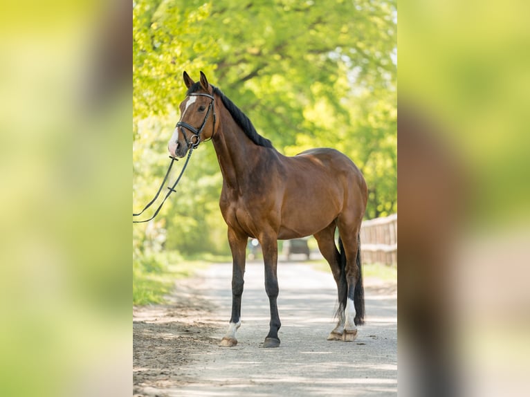 Oldenburg Mare 5 years 16,1 hh Brown in Tangstedt