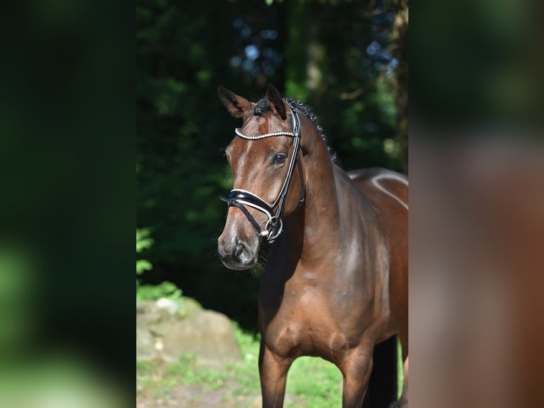 Oldenburg Mare 5 years 16,1 hh Brown in Vechta