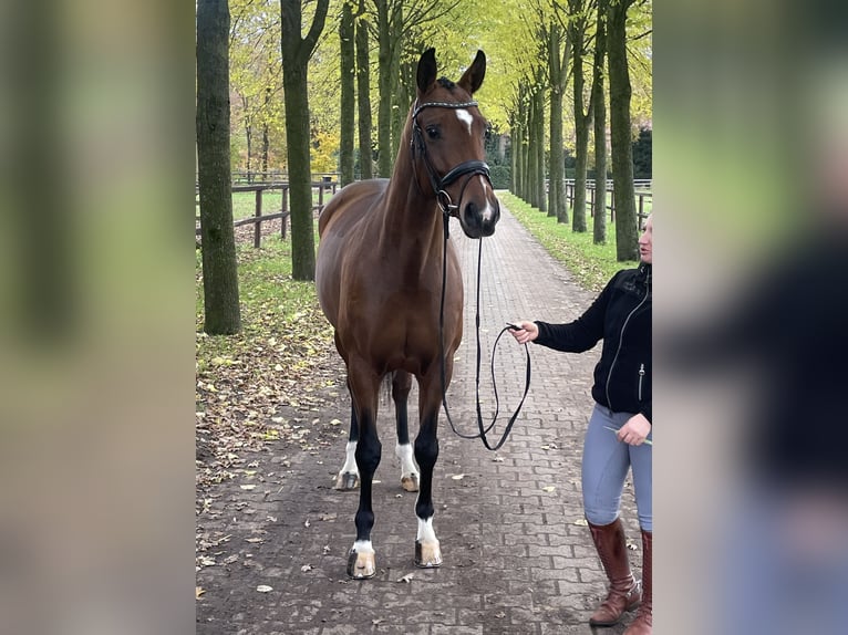 Oldenburg Mare 5 years 16,1 hh Brown in Löningen