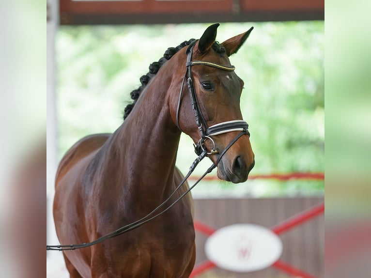 Oldenburg Mare 5 years 16.1 hh Brown in Münster-Handorf