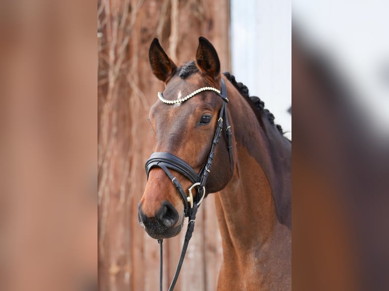 Oldenburg Mare 5 years 16.1 hh Brown in Schünow/ Zossen