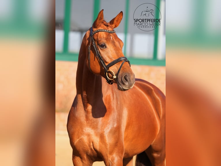 Oldenburg Mare 5 years 16.1 hh Chestnut in Bramsche