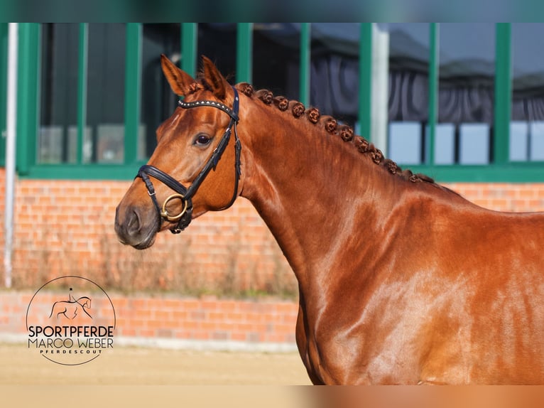 Oldenburg Mare 5 years 16.1 hh Chestnut in Bramsche