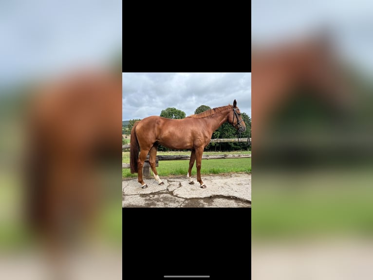 Oldenburg Mare 5 years 16,1 hh Chestnut in EinbeckEinbeck