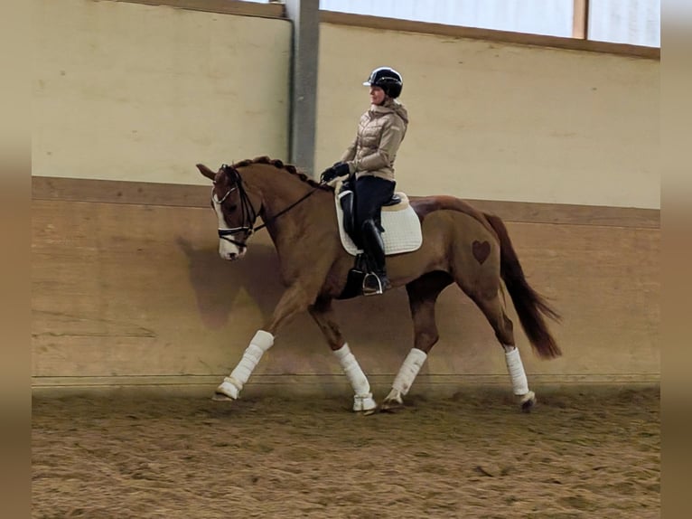 Oldenburg Mare 5 years 16,1 hh Chestnut-Red in Plech