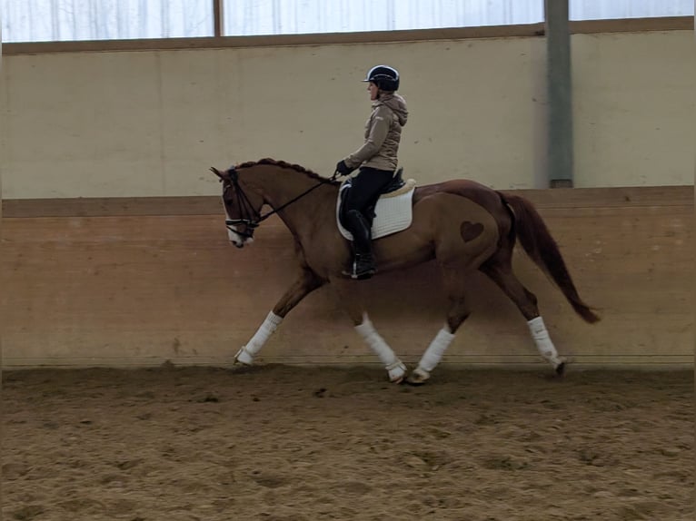 Oldenburg Mare 5 years 16,1 hh Chestnut-Red in Plech