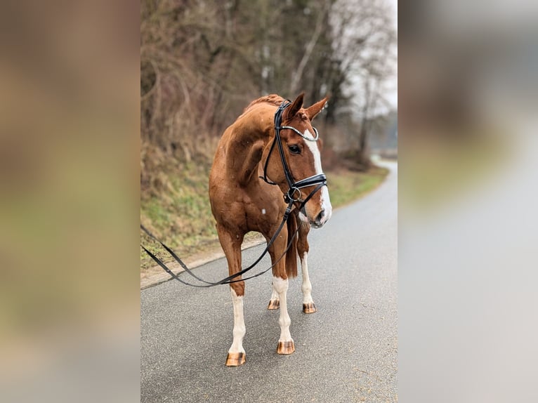 Oldenburg Mare 5 years 16,1 hh Chestnut-Red in Plech