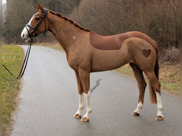 Oldenburg Mare 5 years 16,1 hh Chestnut-Red in Plech