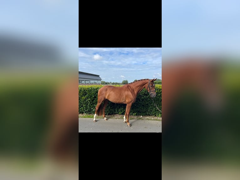 Oldenburg Mare 5 years 16,1 hh Chestnut-Red in Vechta