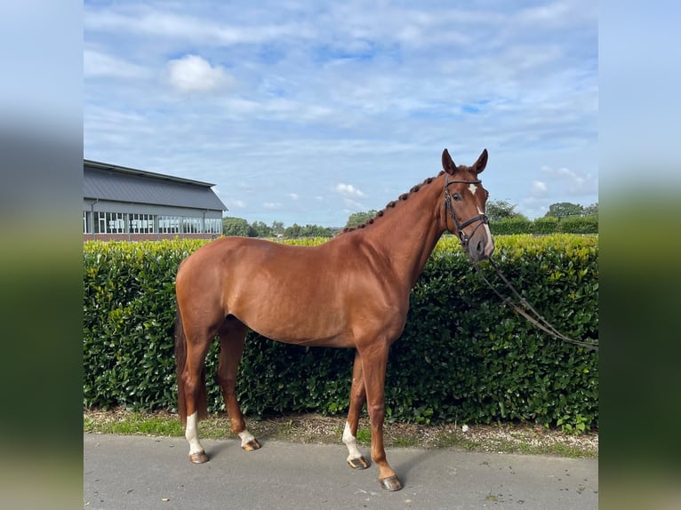 Oldenburg Mare 5 years 16,1 hh Chestnut-Red in Vechta