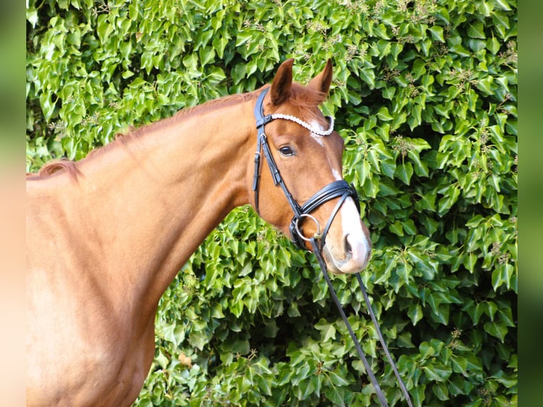 Oldenburg Mare 5 years 16.1 hh Chestnut-Red in Valluhn