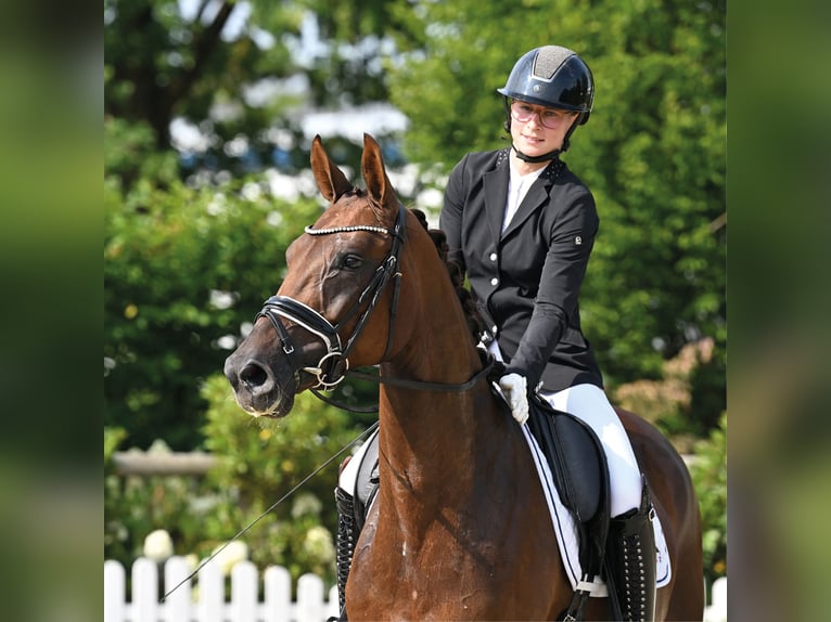 Oldenburg Mare 5 years 16.1 hh Chestnut-Red in Vechta