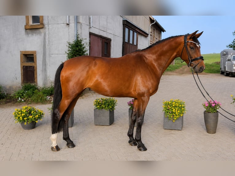 Oldenburg Mare 5 years 16.1 hh  in Hasbergen