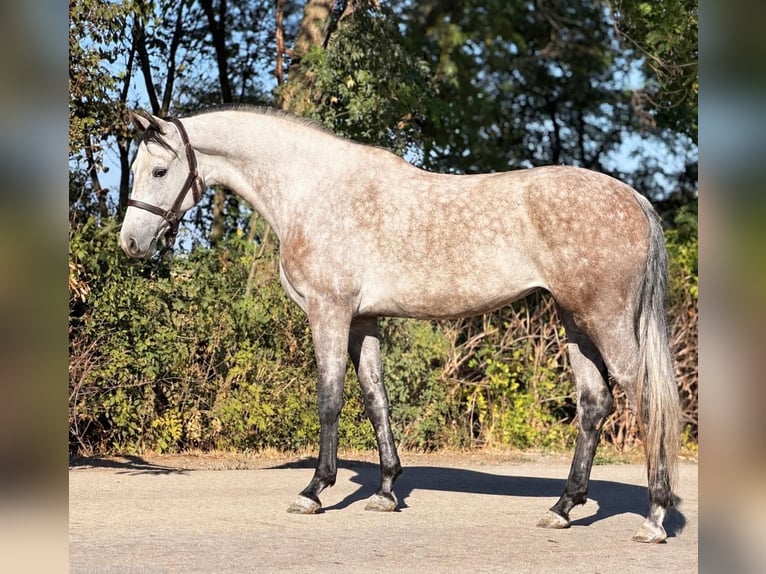 Oldenburg Mare 5 years 16.1 hh Dun in Nagyszénás