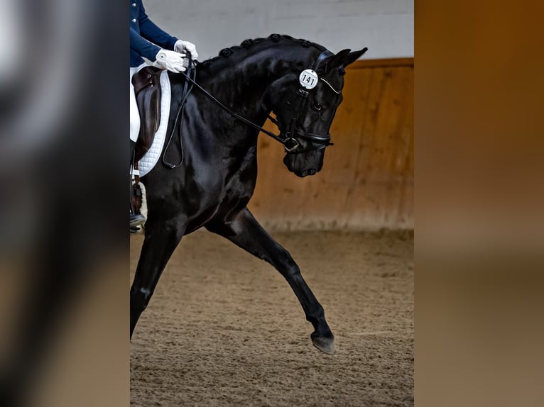 Oldenburg Mare 5 years 16,1 hh Smoky-Black in Vechta