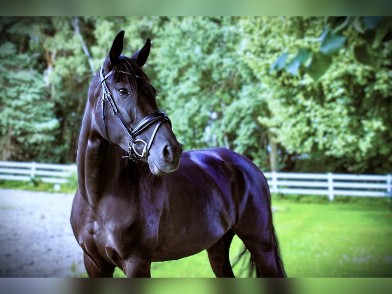 Oldenburg Mare 5 years 16,1 hh Smoky-Black in Vechta