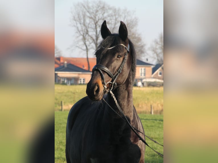 Oldenburg Mare 5 years 16,1 hh Smoky-Black in Damme