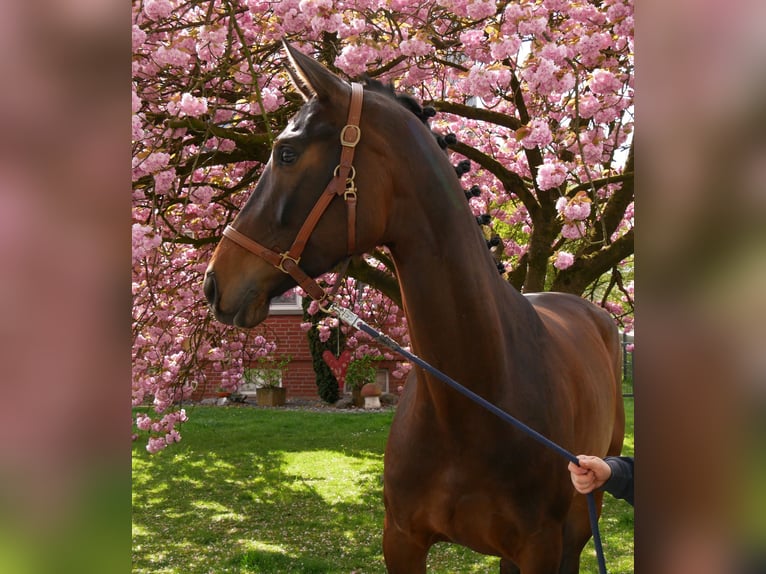 Oldenburg Mare 5 years 16.2 hh Bay-Dark in Dorsten