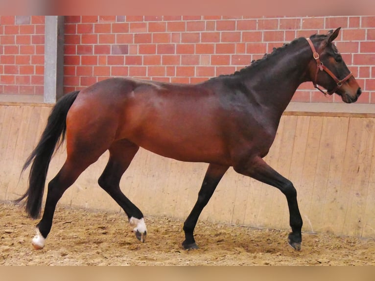 Oldenburg Mare 5 years 16.2 hh Bay-Dark in Dorsten