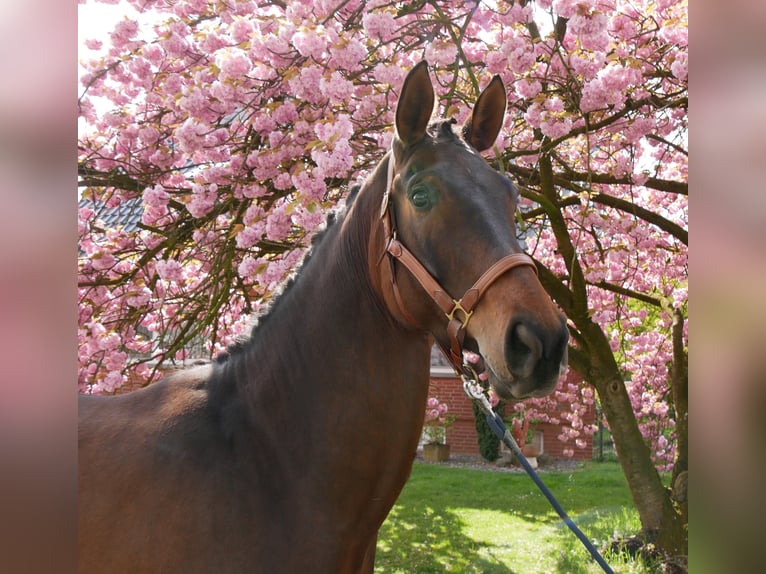 Oldenburg Mare 5 years 16.2 hh Bay-Dark in Dorsten