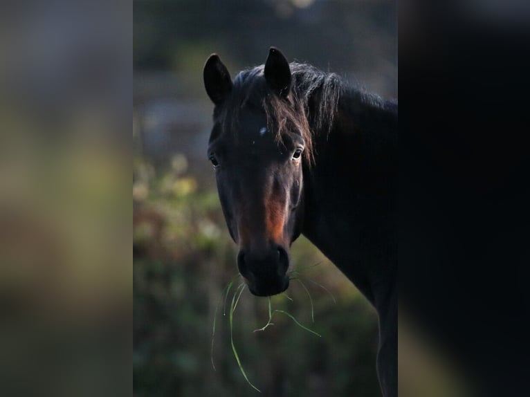 Oldenburg Mare 5 years 16,2 hh Bay-Dark in Visbek